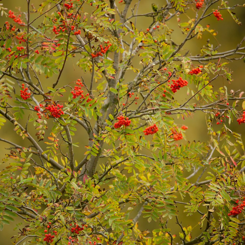 //everythingplants.co.uk/cdn/shop/files/xRowanOrnamentalTree1_af08830d-f6b8-4b78-b6f3-24cf4703d818.png?v=1755009198