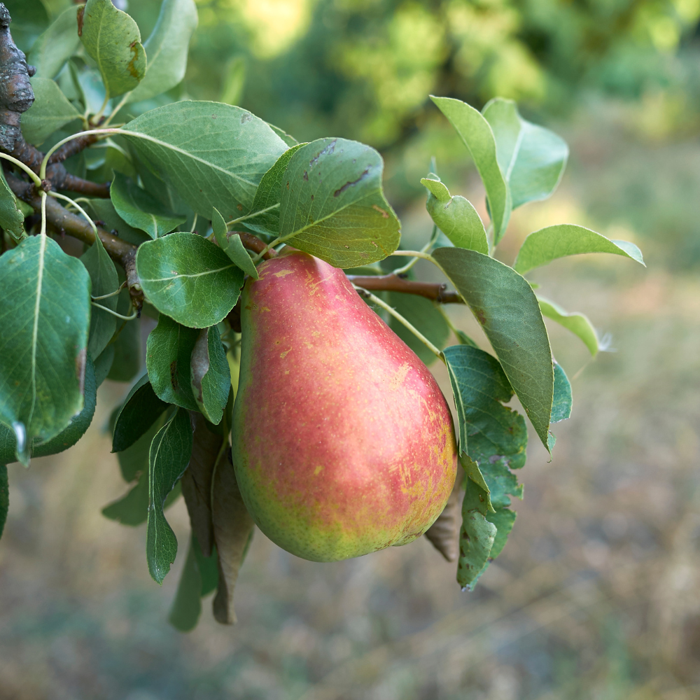 //everythingplants.co.uk/cdn/shop/files/xSaintRemyPearFruitTree1_44ce1f3a-cbf4-46f9-90c1-4f5d702c4809.png?v=1755009146