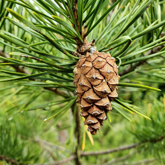 Scots Pine Ornamental Tree Pot Grown 7.5L 100/125