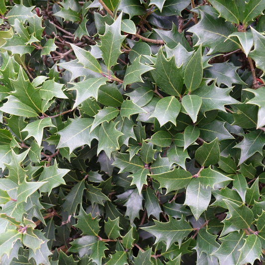 Silver Holly Pot Grown  10L 100/125