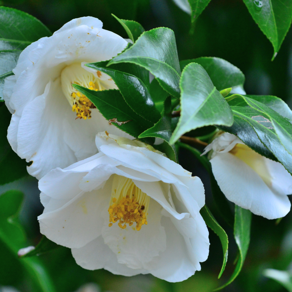 //everythingplants.co.uk/cdn/shop/files/xSnowWhiteCamelliaPlants1_fd6f7566-a5dd-4c17-a0ee-b0a000837497.png?v=1755008764