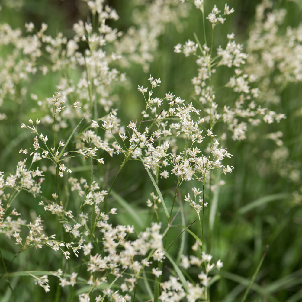 //everythingplants.co.uk/cdn/shop/files/xSnowflakeWoodrushGrass1_a39c72ec-e9e4-4e02-937c-c6053d7a5821.png?v=1756826619