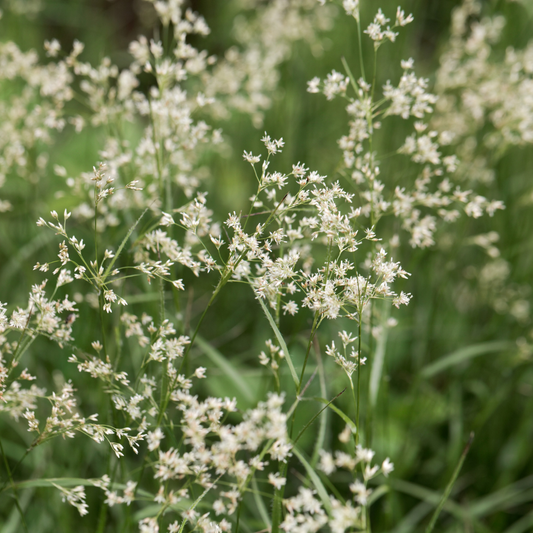 Snowflake Woodrush Ornamental Grasses Pot Grown 2L