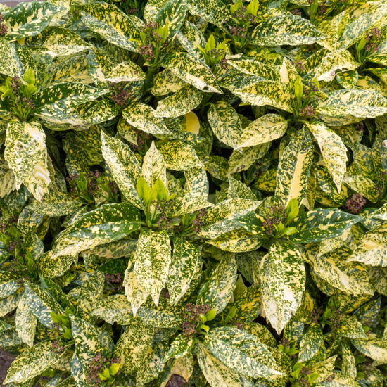 spotted laurel house plant Spotted Laurel Pot Grown 2L 20/40cm