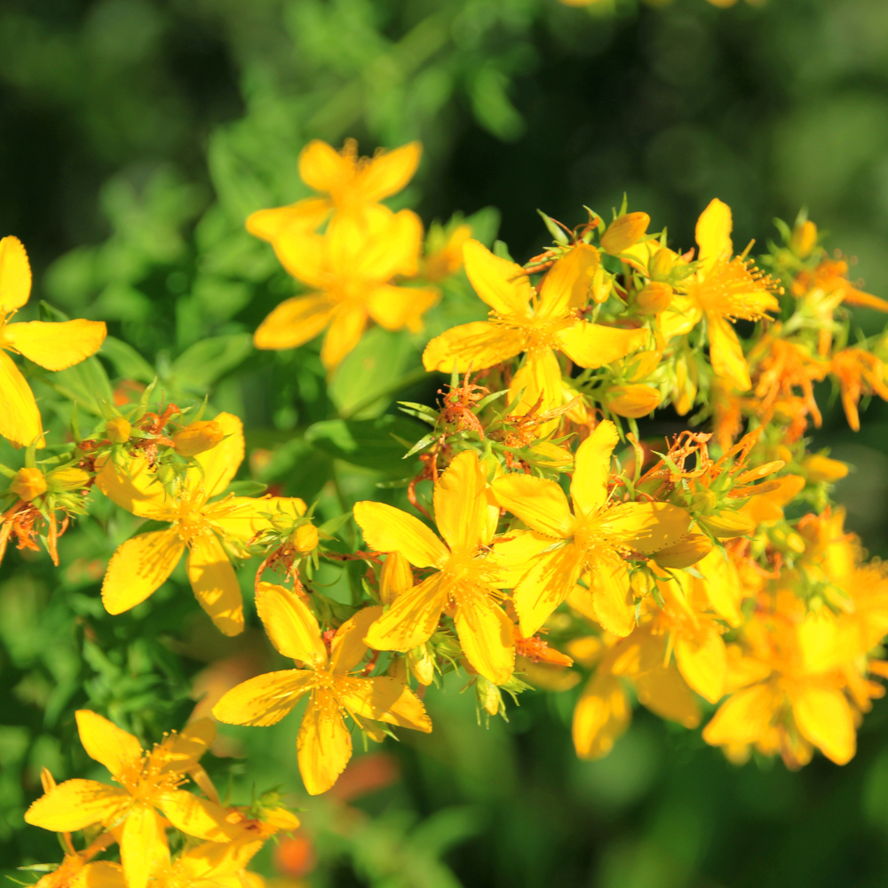 //everythingplants.co.uk/cdn/shop/files/xStJohnsWortHedge1_b973d305-5b4e-4e77-a0de-9c689579656d.png?v=1755011905