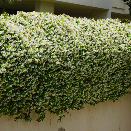 Star Jasmine Pot Grown 10L 100/125