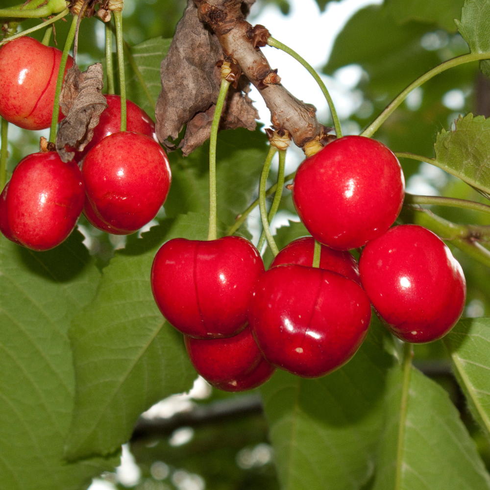 //everythingplants.co.uk/cdn/shop/files/xStellaCherryFruitTree1_6d108a21-f945-47eb-a7b1-ab6ae955e64a.png?v=1755007031