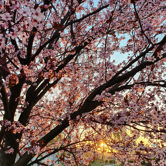 Sunset Boulevard Cherry Ornamental Tree Pot Grown. For seasonal/pre-order availability and pricing, call 0330 236 7330.
