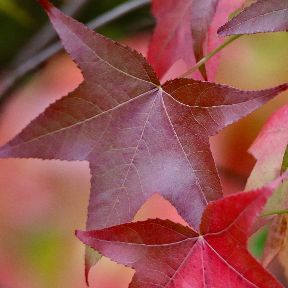 //everythingplants.co.uk/cdn/shop/files/xSweetgumPleachedTree1_cd1688c8-d8ec-48bf-98fb-147e914edc9b.png?v=1756826643