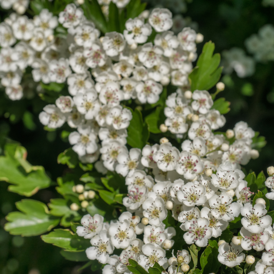 Thorn Free Mixed Native Hedging Pot Grown. For seasonal/pre-order availability and pricing, call 0330 236 7330.