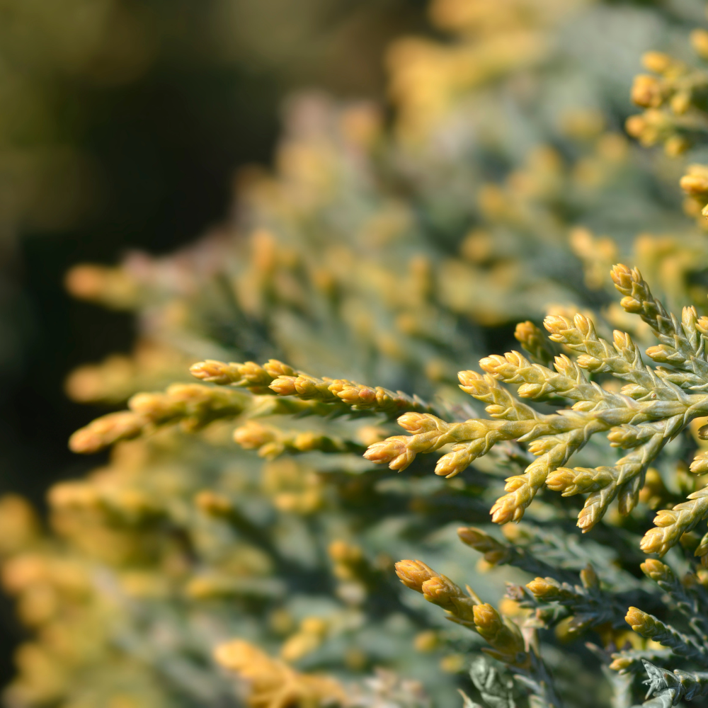 //everythingplants.co.uk/cdn/shop/files/xThreeBallCastlewellanGoldCypressPlants1_bc4ac56a-a71c-49ae-858d-7e041e5be9ed.png?v=1755268075
