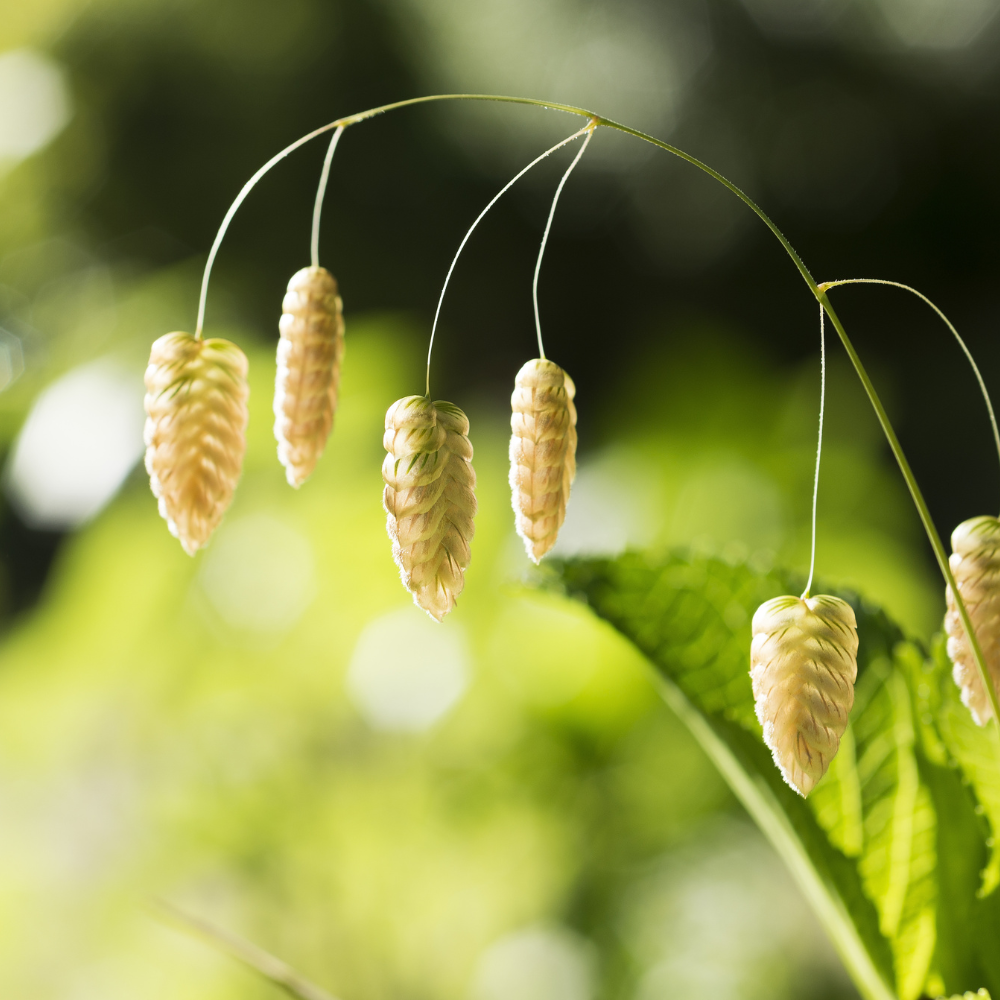 //everythingplants.co.uk/cdn/shop/files/xTinkerbellQuakingGrass1_3d7aeed0-15c2-4aa3-a5db-e6cbb2a02715.png?v=1755008274