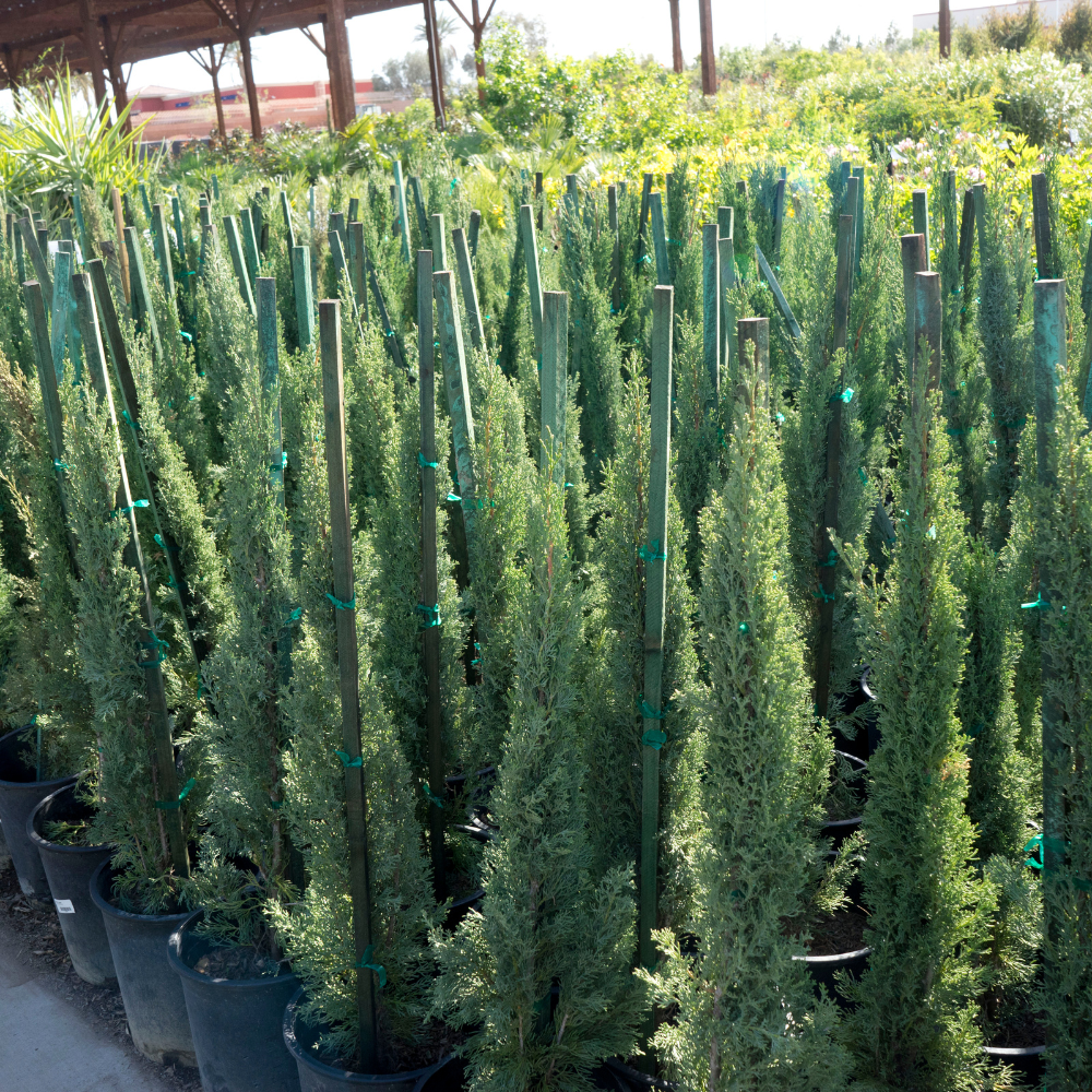 //everythingplants.co.uk/cdn/shop/files/xTotemCypressPlants1_93153f5b-b3b3-4d9d-8c6b-4b3b4f41c7fc.png?v=1755008243
