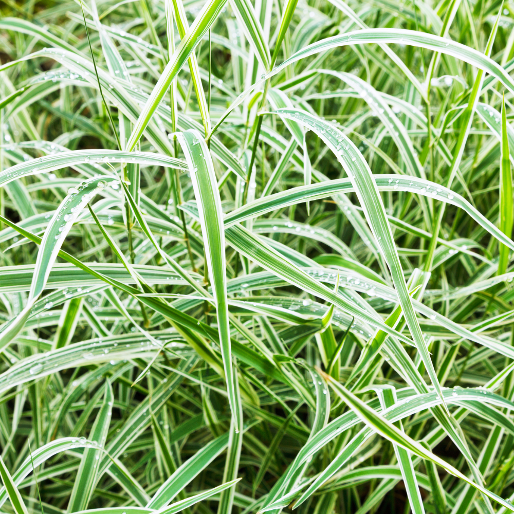 //everythingplants.co.uk/cdn/shop/files/xVariegatedJapaneseSedgeGrass1_1856c8f1-48e7-4205-94e9-9c7b31a7d3b0.png?v=1755008190
