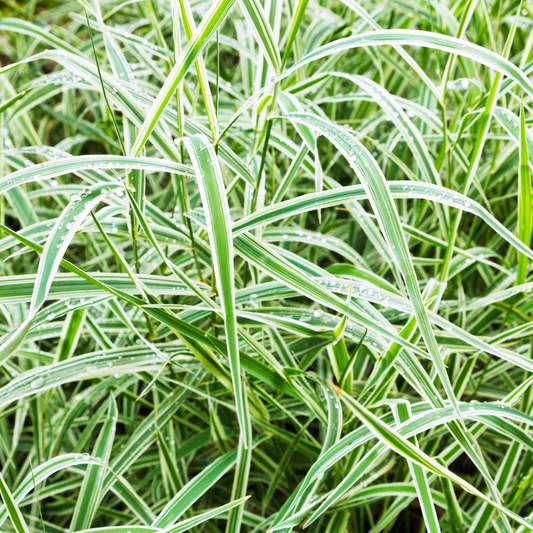 Variegated Japanese Sedge Ornamental Grasses Pot Grown 2L