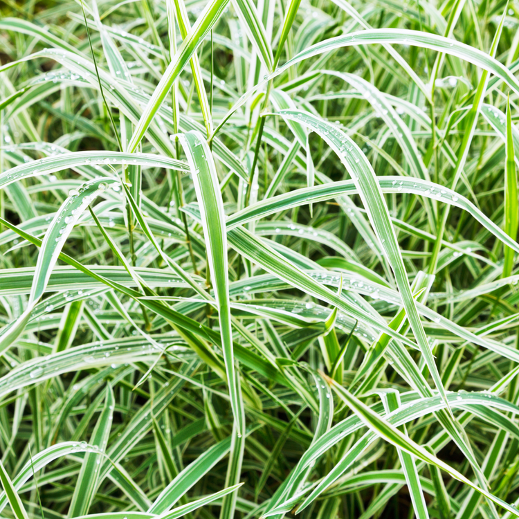 Variegated Japanese Sedge Ornamental Grasses Pot Grown 7.5L