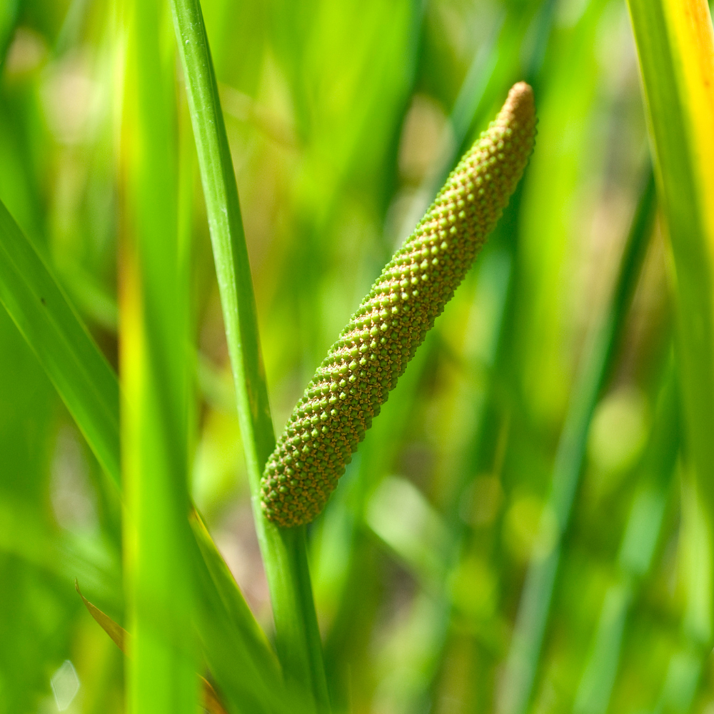 //everythingplants.co.uk/cdn/shop/files/xVariegatedSweetFlagGrass1_5709fe94-2c2a-46d0-be10-c2a47ac49d65.png?v=1755008140