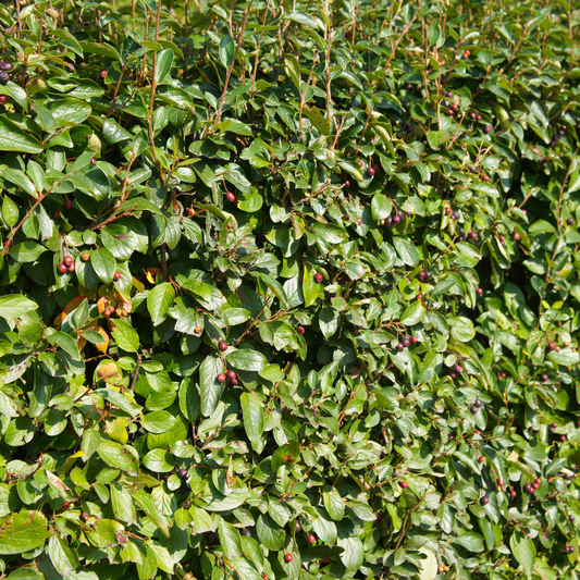 Wall hugging Cotoneaster Pot Grown 5L 40/60