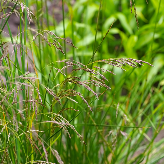 Wavy Hair Ornamental Grasses Pot Grown. For seasonal/pre-order availability and pricing, call 0330 236 7330.