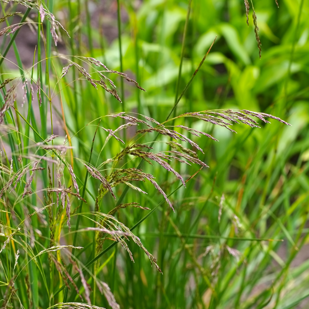 //everythingplants.co.uk/cdn/shop/files/xWavyHairGrasses1_6df0c5fd-dae7-416c-a517-301584560c11.png?v=1755613678