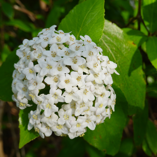 Wayfaring Tree Bare root 80/100cm (x250) Multi-deal (Pre-order for Nov 2025)