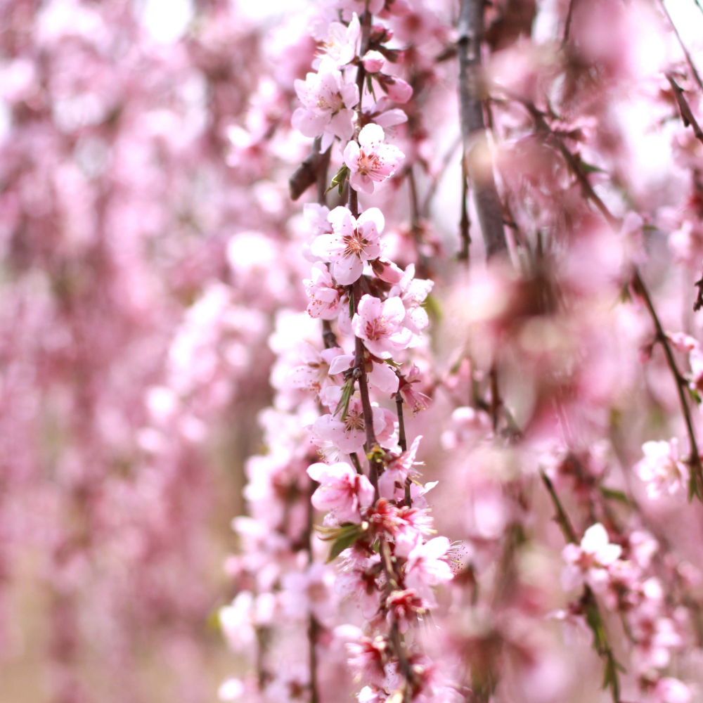 //everythingplants.co.uk/cdn/shop/files/xWeepingCherrySnowFountainsTree1_bbeeed8d-23a4-41d8-9a24-568f09051559.png?v=1755268085