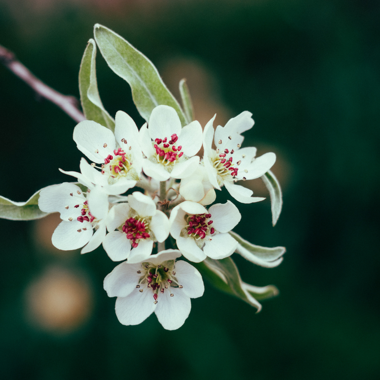 Weeping Silver Pear Ornamental Tree Pot Grown 10L Girth 6/8 (x14) Multi-deal