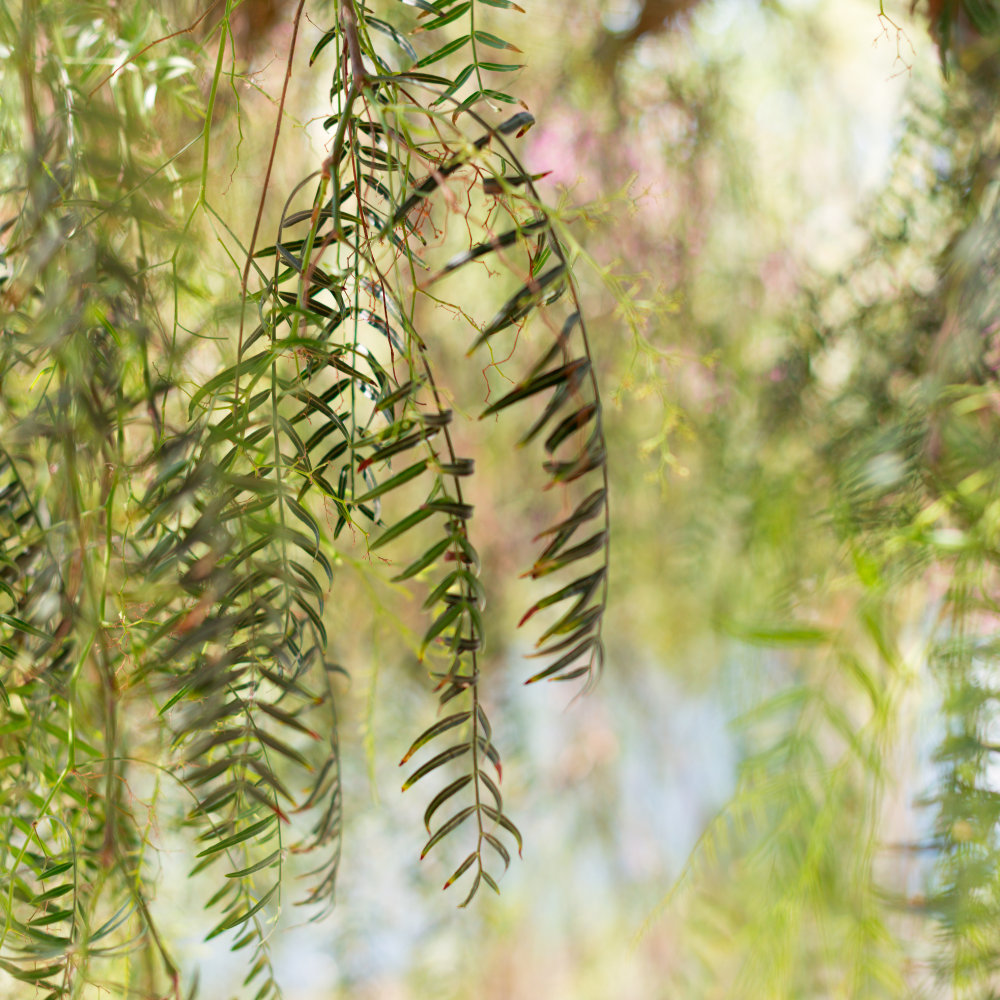 //everythingplants.co.uk/cdn/shop/files/xWeepingWillowTree1_9c42b69c-e7db-49f7-b61b-4af41b4d1733.png?v=1755007869
