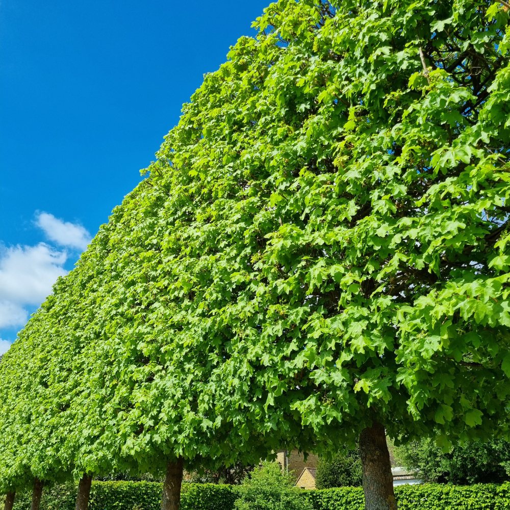 //everythingplants.co.uk/cdn/shop/files/xWhiteCloudCherryTree1_c6867cda-e4f7-4fda-91f8-b6bb8756ecf0.png?v=1755007708