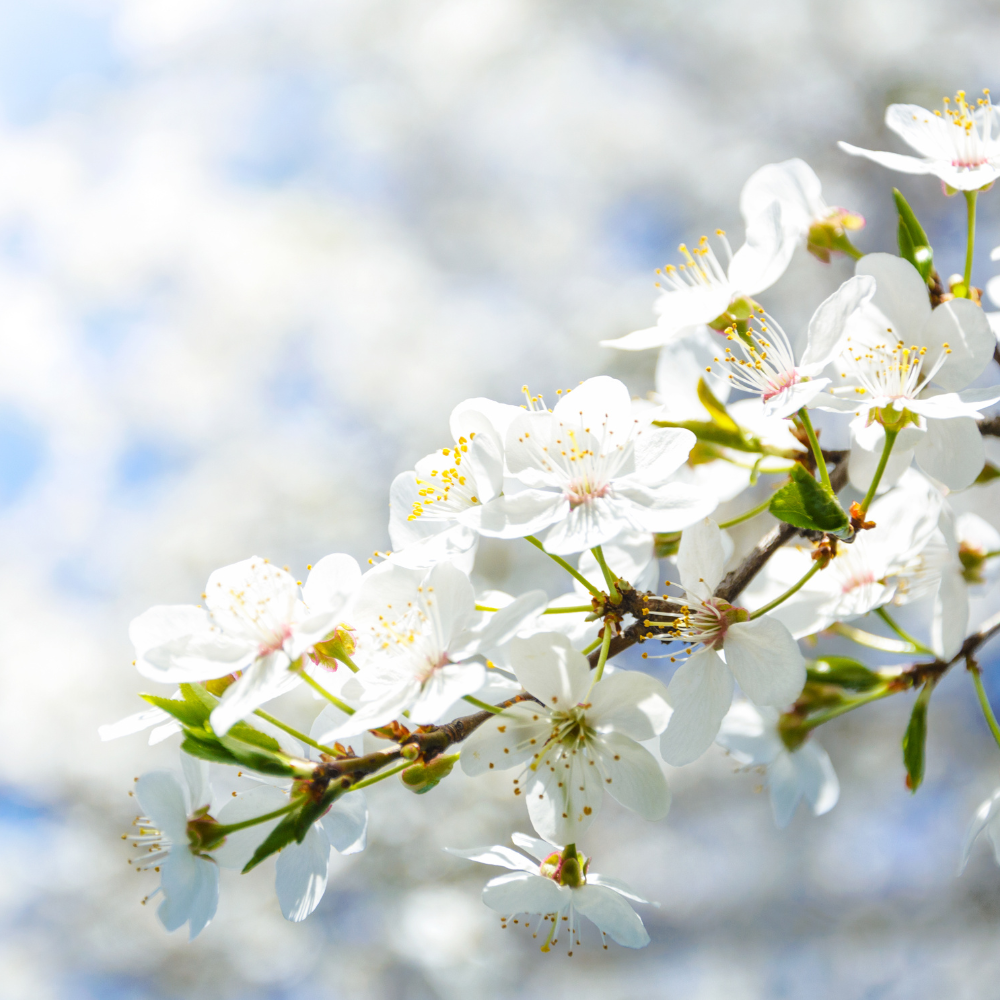 //everythingplants.co.uk/cdn/shop/files/xWhiteCloudCherryTree2.png?v=1754312604