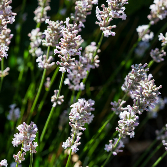 White Lavender Pot Grown 2L 20/40