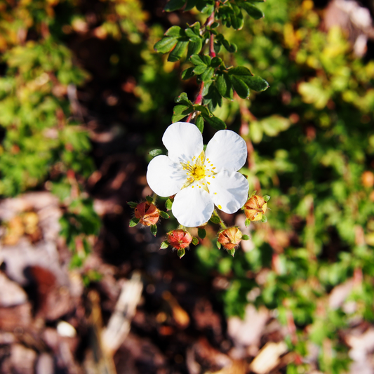 White Potentilla Pot Grown 2L 40/60