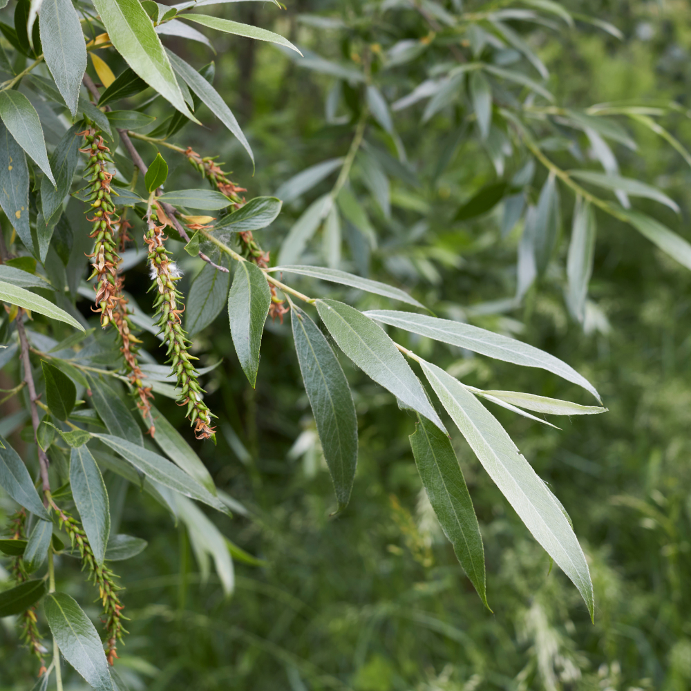 //everythingplants.co.uk/cdn/shop/files/xWhiteWillowHedge1_6ca7d02c-a077-47c7-98a3-2ca11daa1ac6.png?v=1755268100