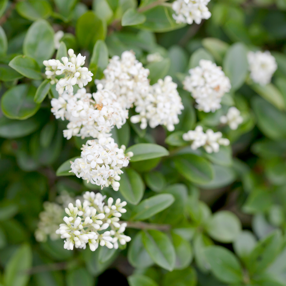 //everythingplants.co.uk/cdn/shop/files/xWildPrivetHedge1_79601c8e-7e7d-480d-979b-acd2fc8709fd.png?v=1755007362