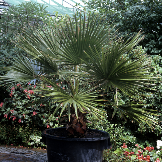 Windmill Palm Trees Pot Grown 70L 100 Stem (x4) Multi-deal