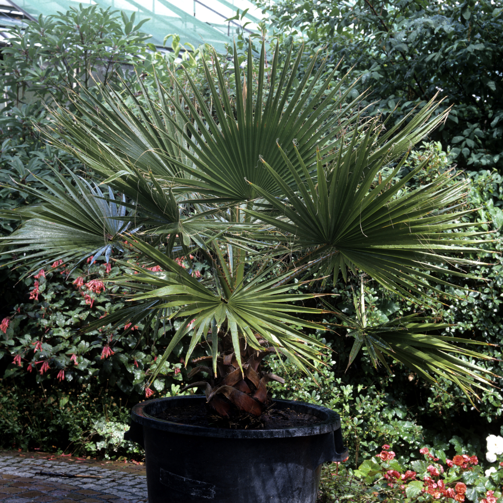 //everythingplants.co.uk/cdn/shop/files/xWindmillPalmTree1_d8dda1a5-78e7-4d84-bf38-1cc4574b14a2.png?v=1755007265
