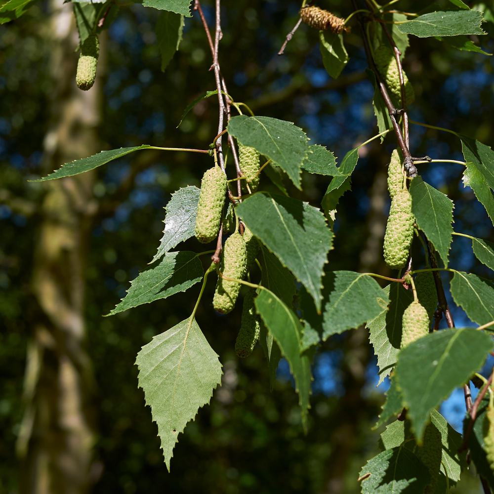 //everythingplants.co.uk/cdn/shop/files/xYoungsWeepingBirchTree1_0ace996a-acf5-4adb-9f6f-faff0efbda96.png?v=1755007092