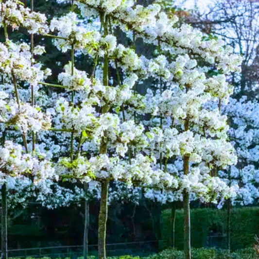 Evereste Crab Apple Pleached Tree Pot Grown 55L 200/225cm Stem Girth 12/14 Frame 120x120