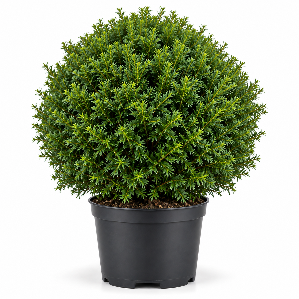 //everythingplants.co.uk/cdn/shop/files/xx_Taxus_Balls.png?v=1790336997