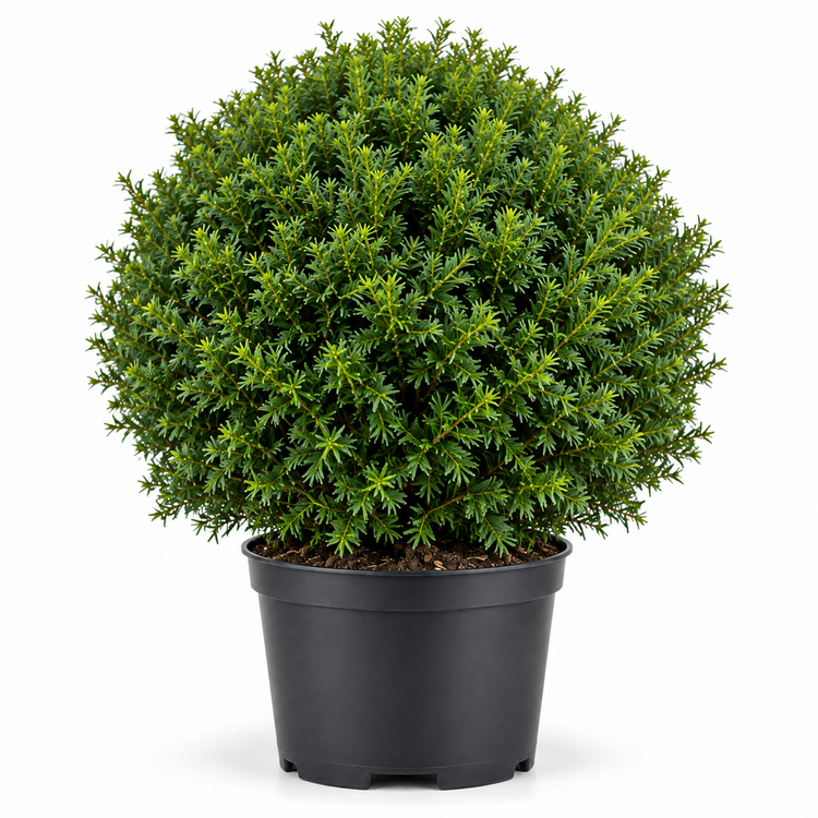 Taxus Baccata Ball Topiary Pot Grown 20L 45cm Ball