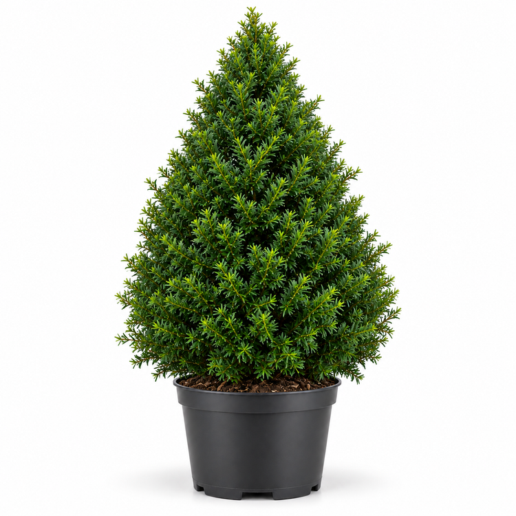 Taxus Cone Topiary Pot Grown 20L 80/100cm