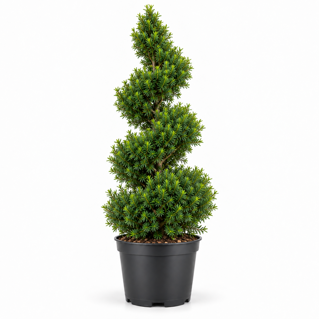 //everythingplants.co.uk/cdn/shop/files/xx_Taxus_Spiral.png?v=1790339376