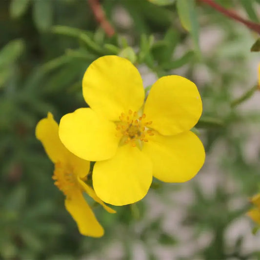 Yellow Potentilla Root ball. For seasonal/pre-order availability and pricing, call 0330 236 7330.